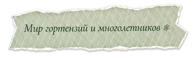 Мир гортензий и многолетников
